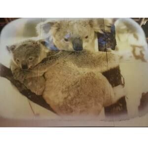 Hoyne Mirro Scene Koala Bears 12"x12" 6- Pack Glass Mirror Tiles NOS vtg 70s USA